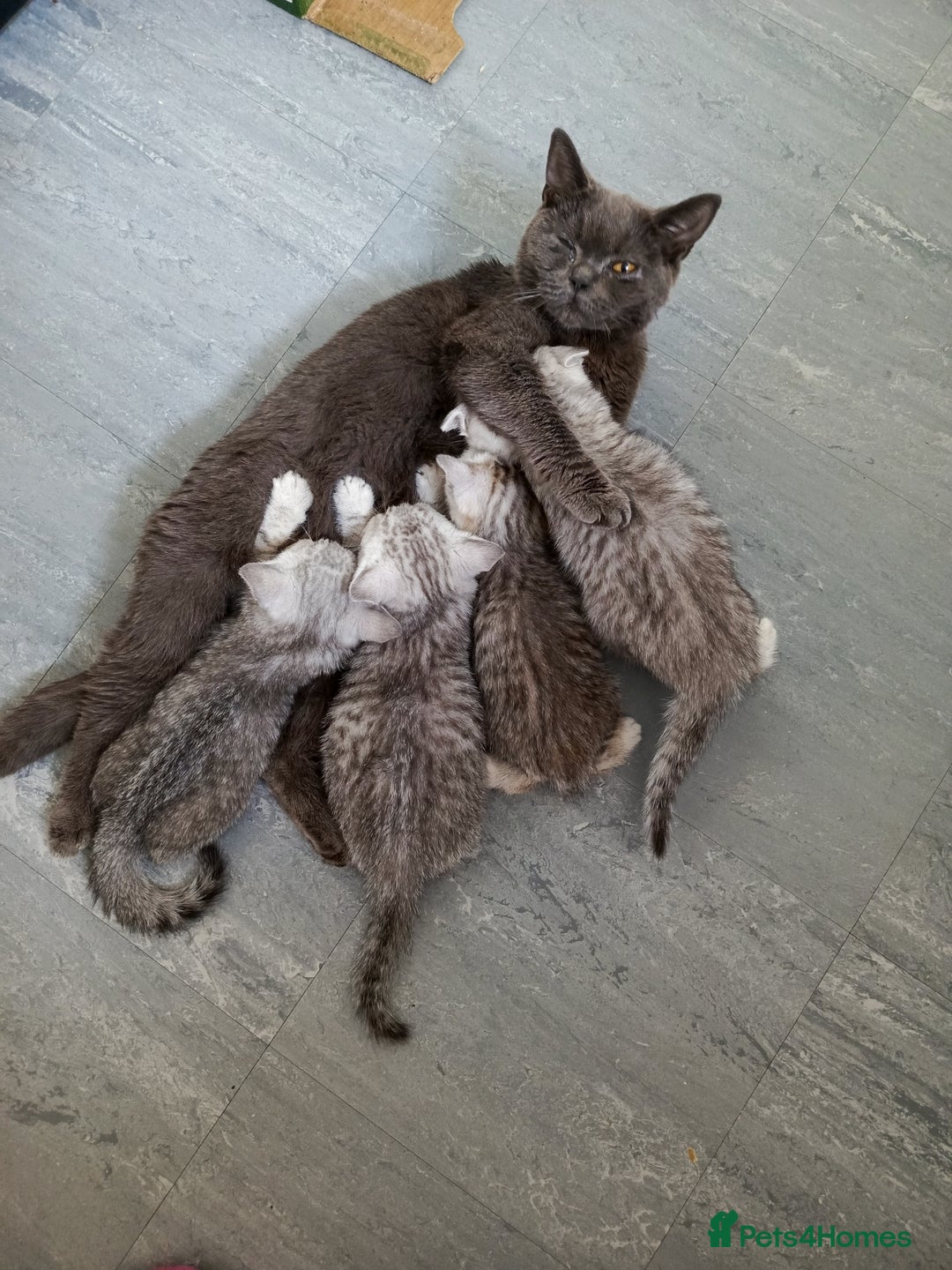 British Shorthair cats for sale: PUre tabby British short hair kittens - Image 25