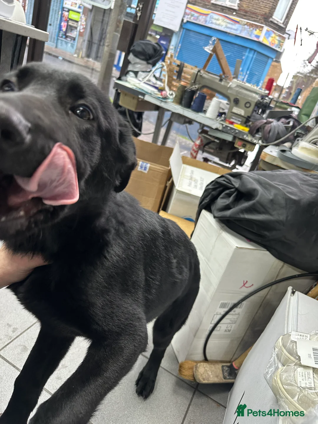 German Shepherd dogs for sale: 4 month old working line german shepherd  - Advert 1