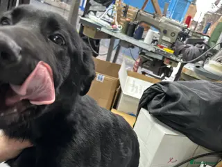 German Shepherd dogs 4 month old working line german shepherd - Advert 6