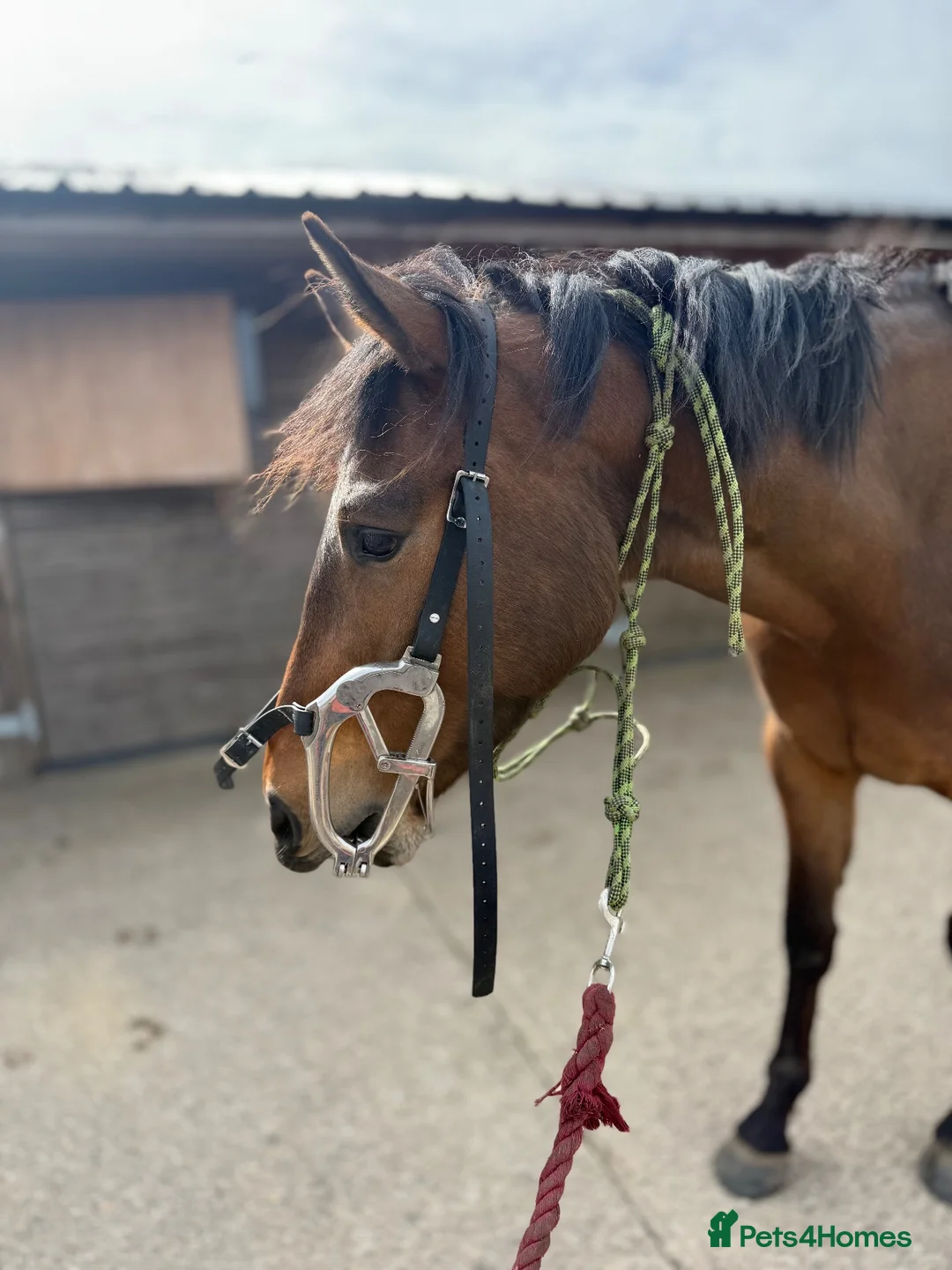 Irish Sports horses for sale: 16hh 4yo conniextb  in Coventry - Advert 2