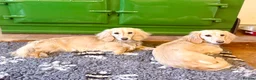 Miniature Dachshund dogs for sale: Two year old beautiful kc registered cream girl - Advert 4