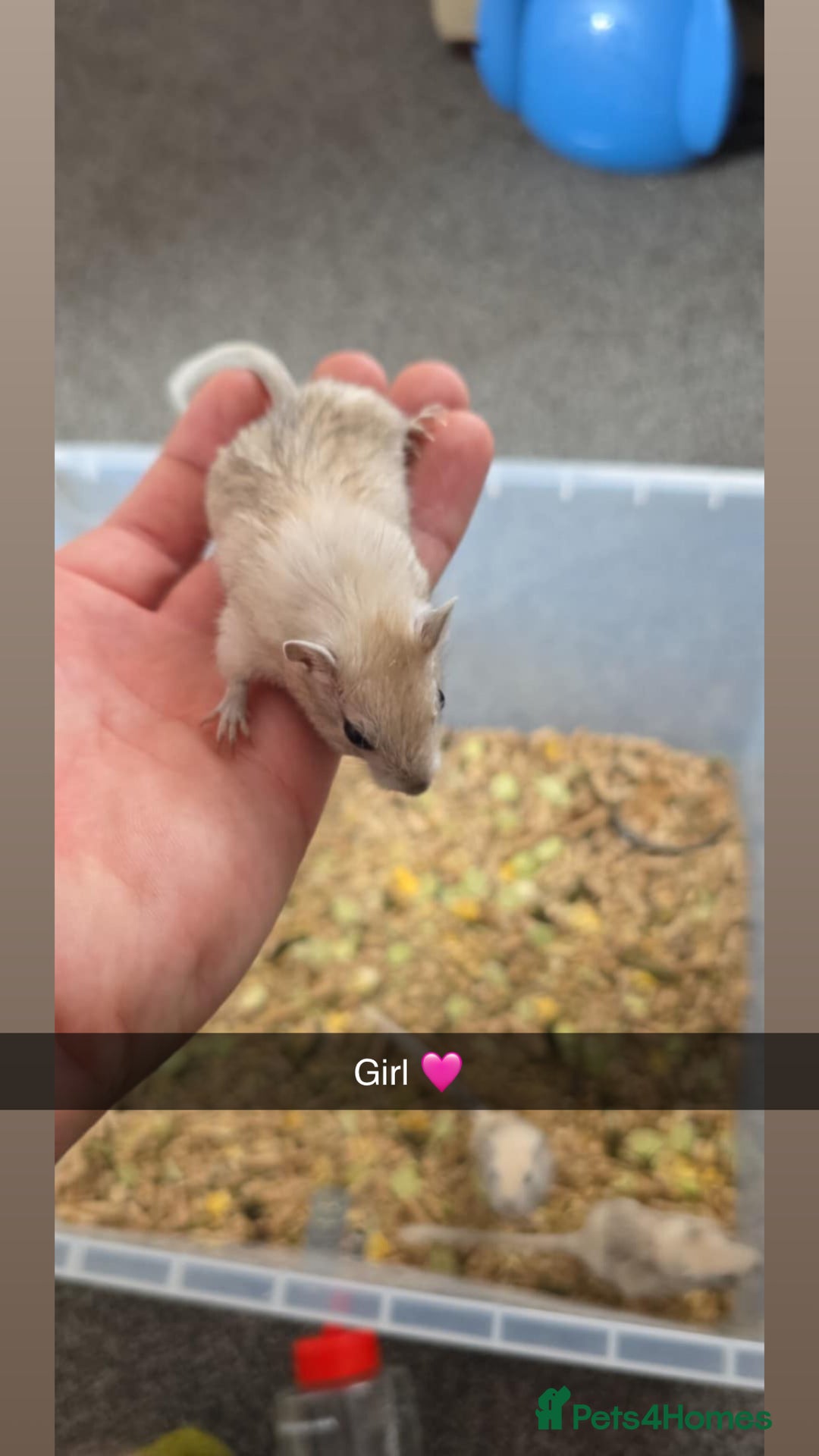 Gerbil rodents for sale: Gerbils 🐹 young for sale  - Image 5