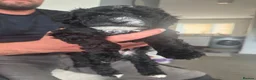 Toy Poodle dogs for sale: Toy poodle  - Advert 2
