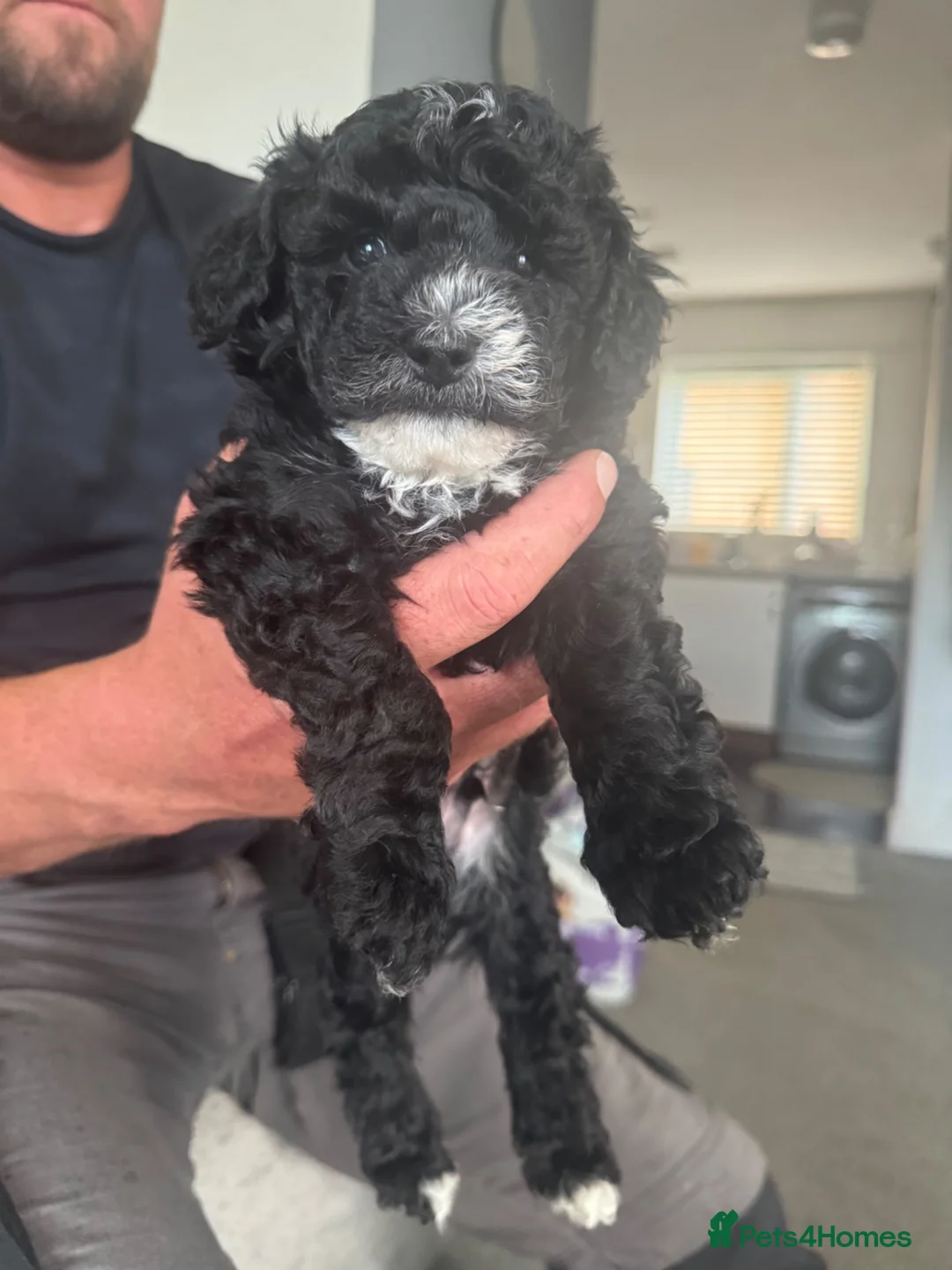 Toy Poodle dogs for sale: Toy poodle  - Advert 2