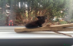 Mixed Breed cats for sale: All black kittens - Image 5