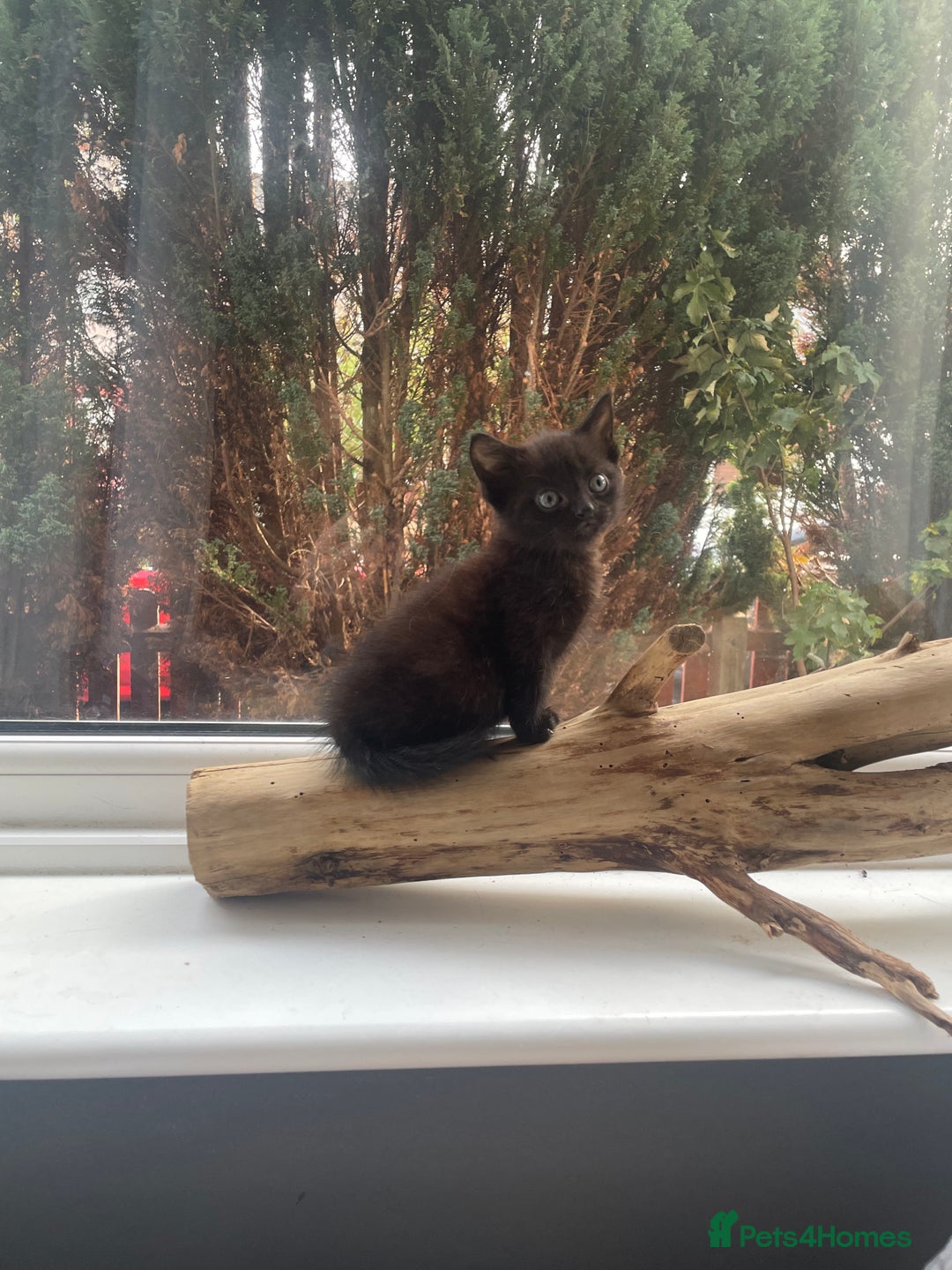 Mixed Breed cats for sale: All black kittens - Image 5