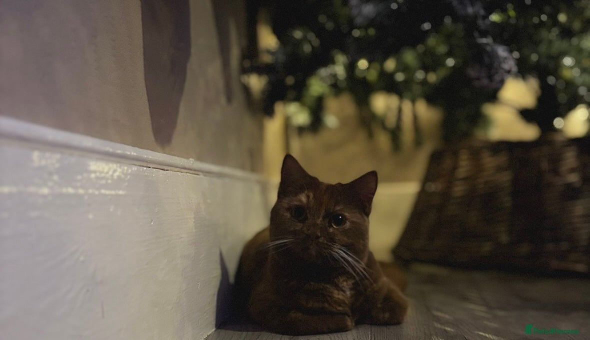 British Shorthair cats STUNNING TORTOISESHELL BRITISH SHORTHAIR  - Advert 15