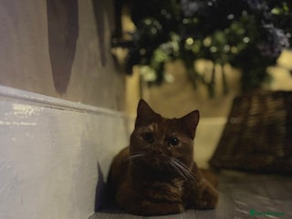 British Shorthair cats STUNNING TORTOISESHELL BRITISH SHORTHAIR - Advert 15