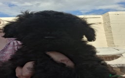 Shihpoo dogs for sale: Shihpoo Shih Tzu x Poodle (Shoodle) Puppies - Image 37