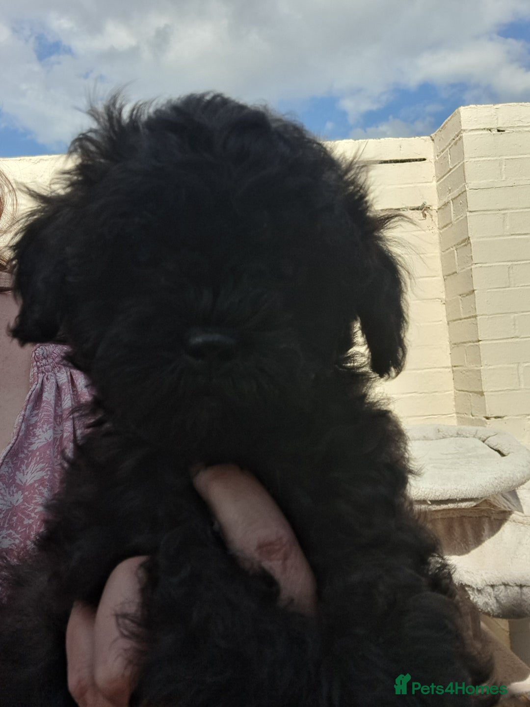 Shihpoo dogs for sale: Shihpoo Shih Tzu x Poodle (Shoodle) Puppies - Image 37