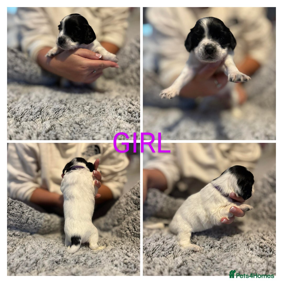 Mixed Breed dogs for sale: Cockapoo's  - Advert 3