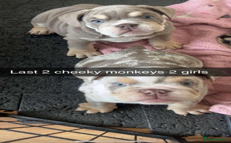 English Bulldog dogs - Advert 6