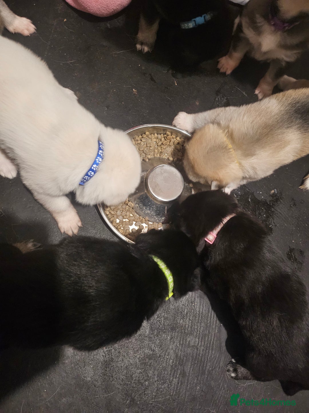 Shepsky dogs for sale: 7 Beautiful Shepsky puppies.  - Advert 10