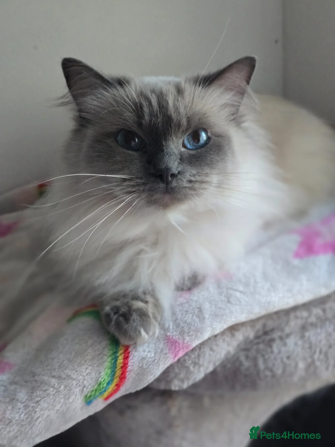 Ragdoll cats for sale: Ragdoll boys - Advert 6