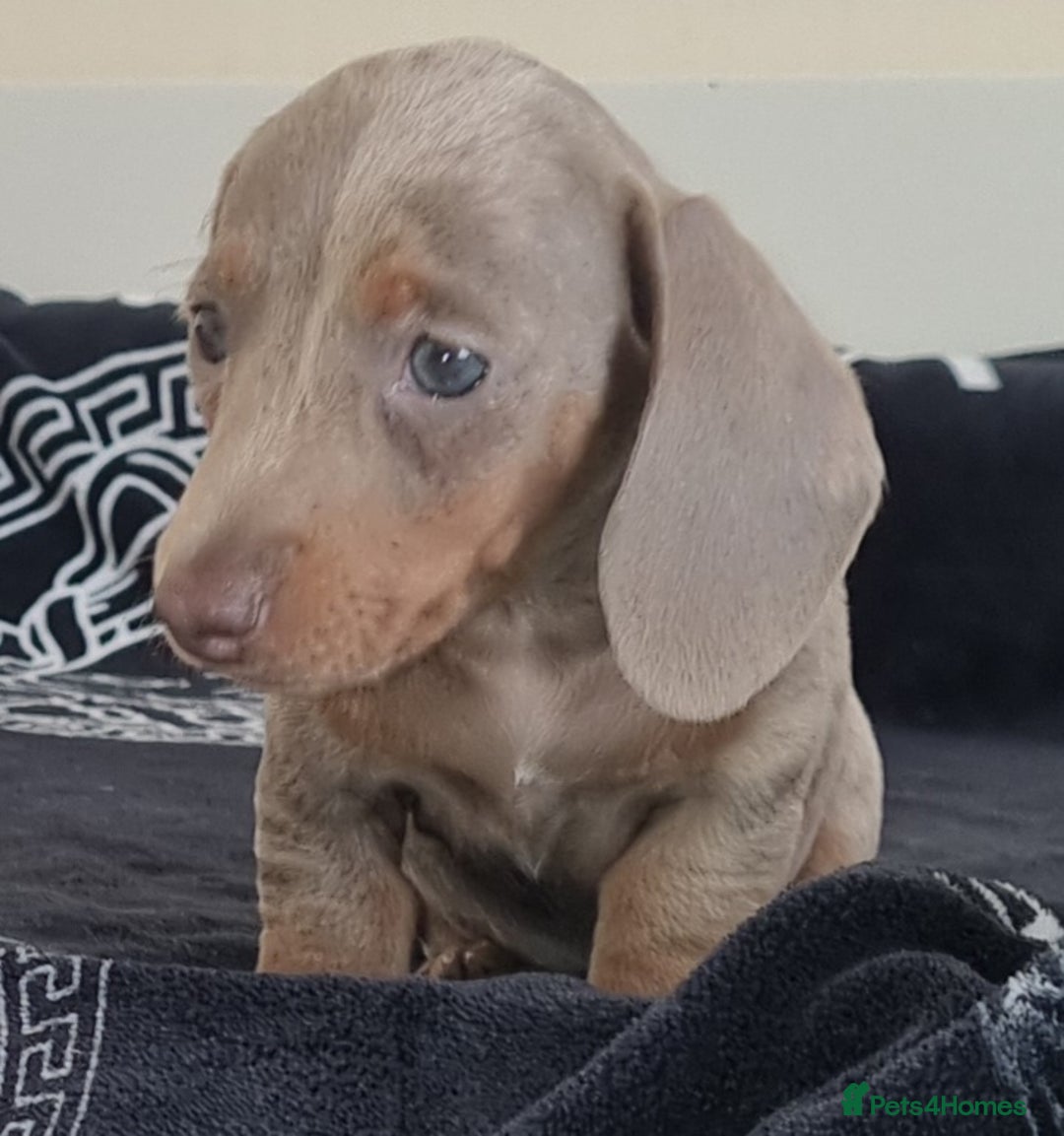 Dachshund dogs for sale: Gorgeous Mini Dachshund puppy's  - Image 5