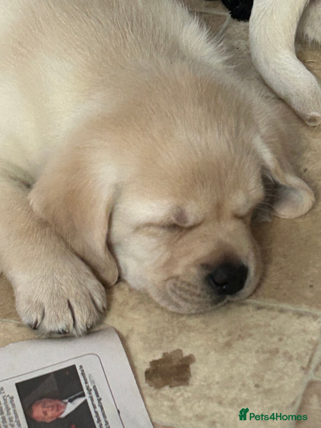 Labrador Retriever dogs for sale: Beautiful show labradors for sale  - Advert 2