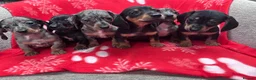 Miniature Dachshund dogs for sale: ****6 beautiful boys 💙💙*** - Advert 5
