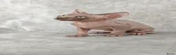 Sphynx cats for sale: Exceptional Sphynx Kittens – Best Pedigree.  - Advert 17