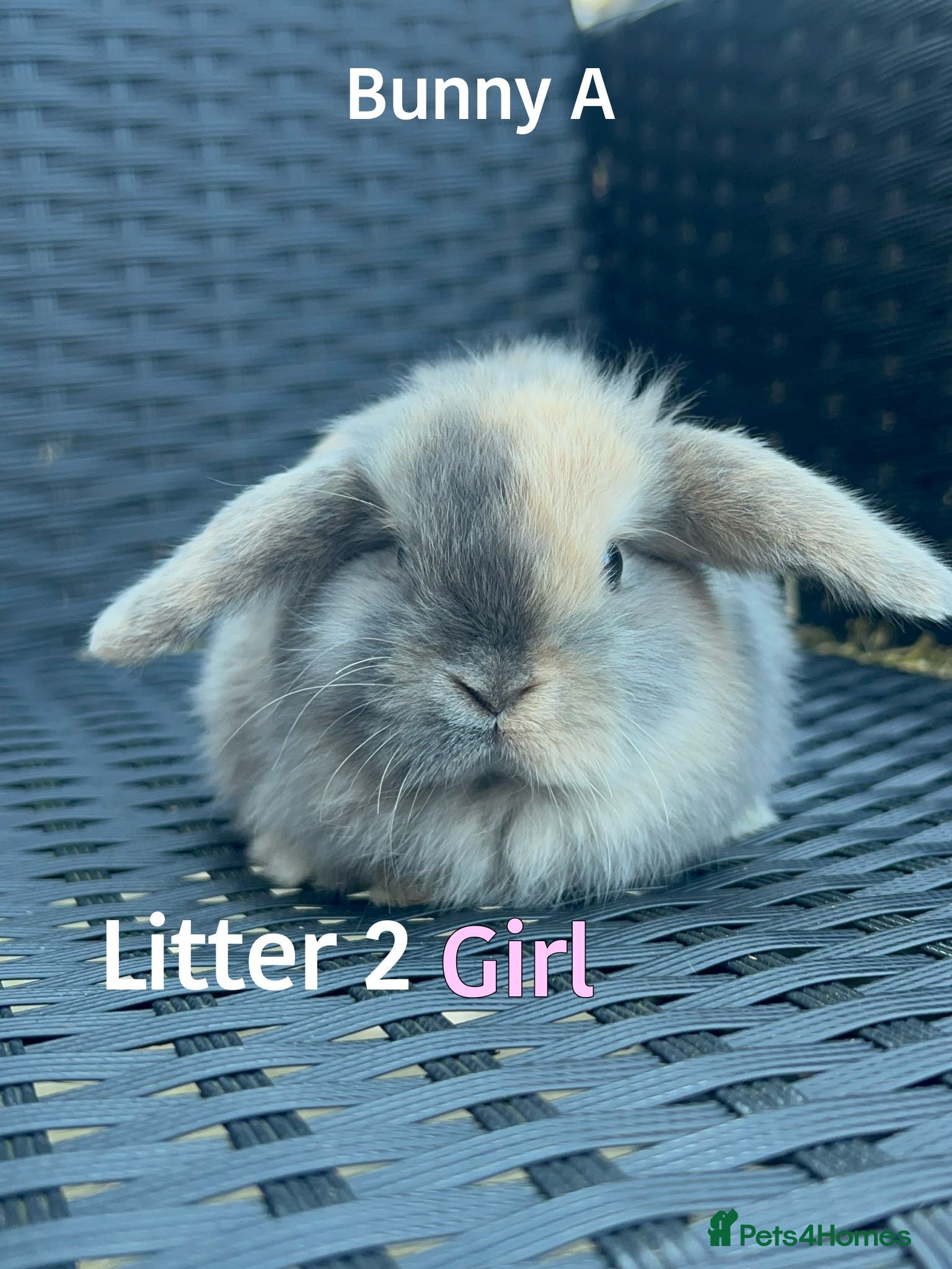 Mini Lop rabbits 1 Baby Mini lops left for sale   - Advert 6