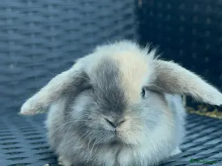 Mini Lop rabbits 1 Baby Mini lops left for sale - Advert 6