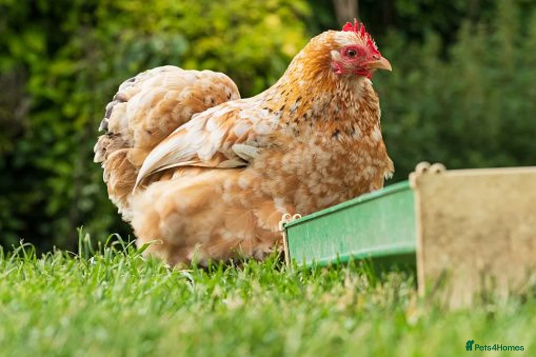 Chickens poultry for sale: Peking hens - Advert 1