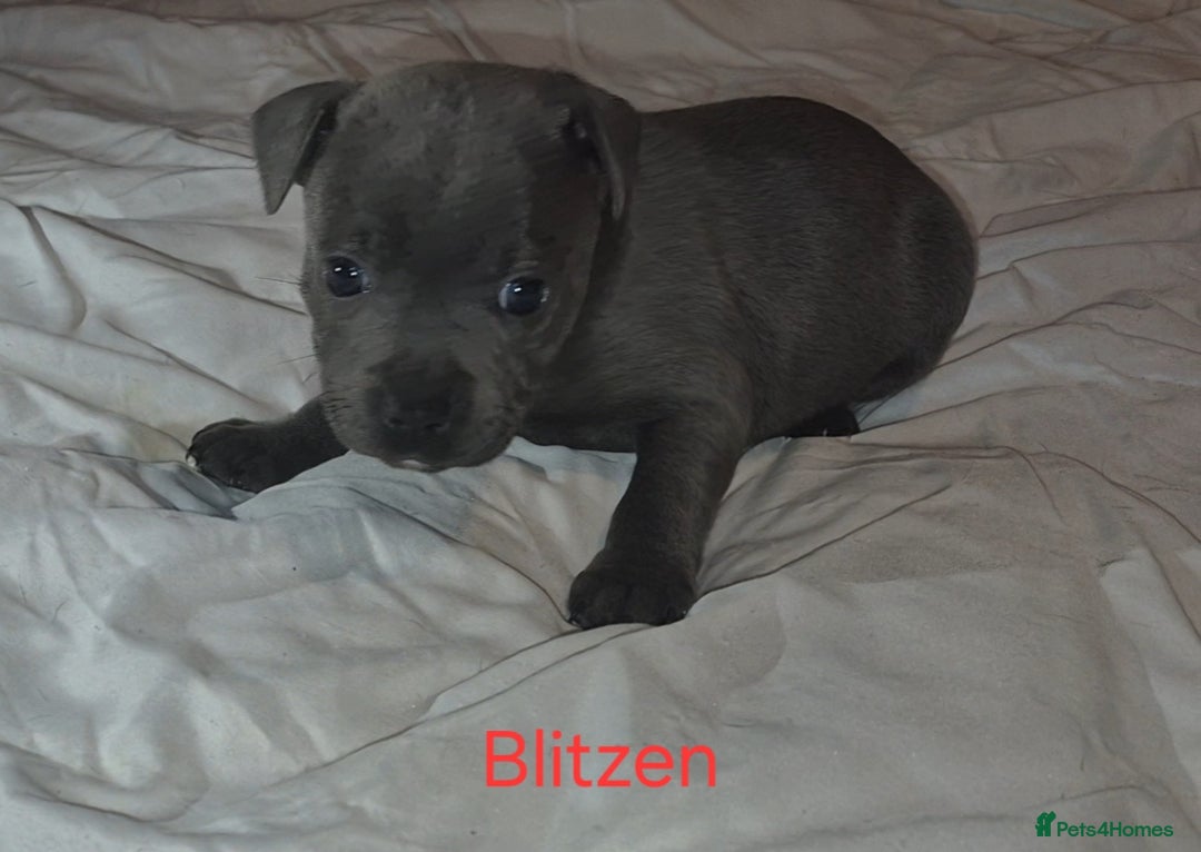 Staffordshire Bull Terrier dogs for sale: Exceptional Staffy Bull Terriers– Valglo Bloodline - Advert 24