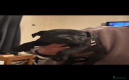 Staffordshire Bull Terrier dogs for sale: Staffy puppies  - Advert 4