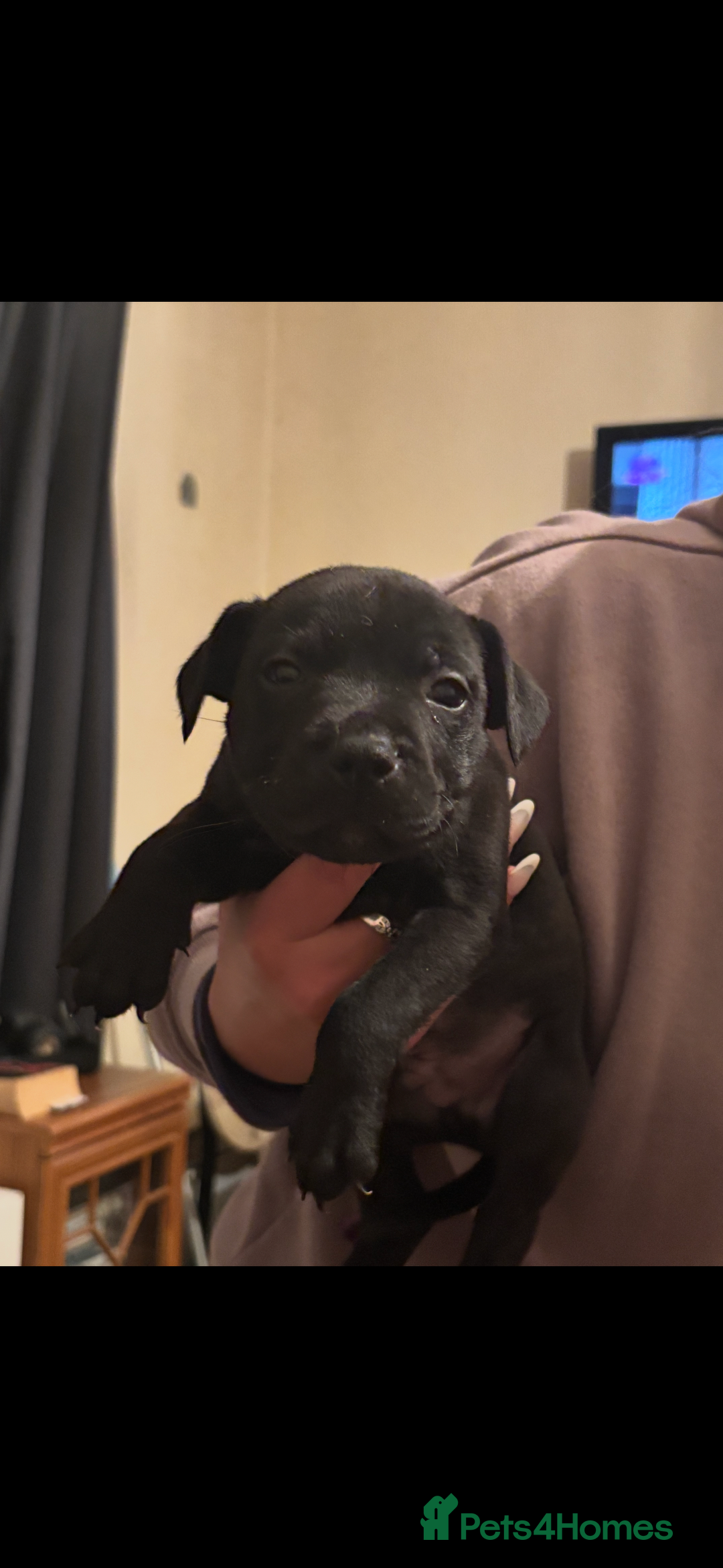 Staffordshire Bull Terrier dogs for sale: Staffy puppies  - Advert 4