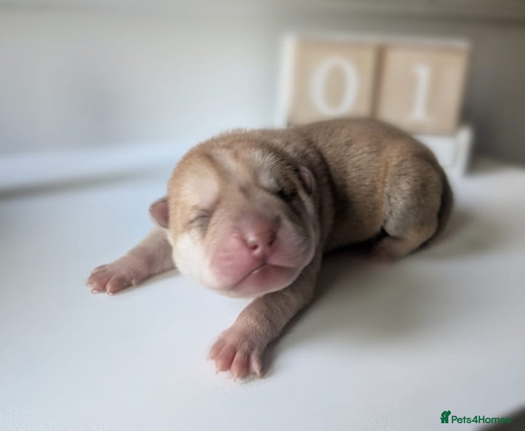Shar Pei dogs for sale: Shar Pei Puppies - Ready 23rd December - Image 10