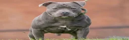 Staffordshire Bull Terrier dogs for sale: Beautiful Blue Staffordshire Bull Terrier Pup - Advert 15