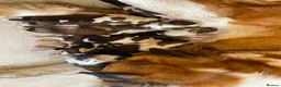Saint Bernard dogs for sale: Saint Bernard‘s puppies - Advert 5