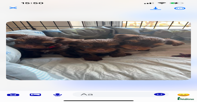 Yorkshire Terrier dogs in Dagenham - Advert 10