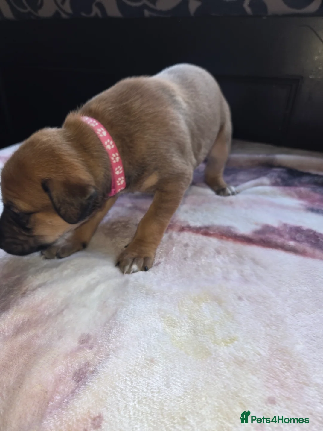 Mixed Breed dogs for sale: Saluki x lurcher hybrid  - Advert 13