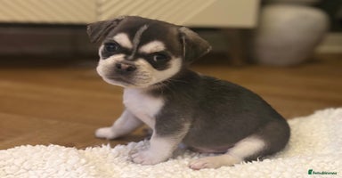 Mixed Breed dogs Beautiful Pug × Bichon Pups – 2 Left – Ready 8/12 - Advert 7