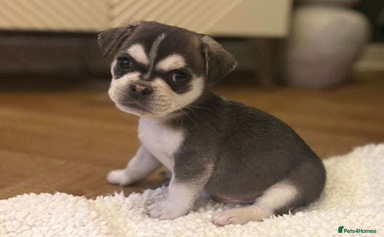 Mixed Breed dogs Beautiful Pug × Bichon Frise Puppies – Ready 08/12 - Advert 1