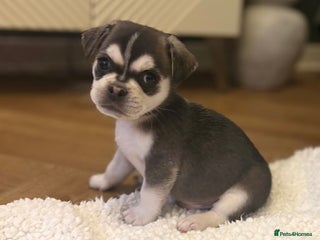 Mixed Breed dogs Beautiful Pug × Bichon Frise Puppies – Ready 08/12 - Advert 1