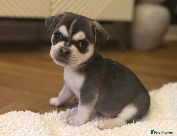 Mixed Breed dogs Beautiful Pug × Bichon Frise Puppies – Ready 08/12 - Advert 1