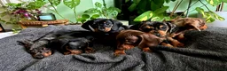 Dachshund dogs for sale: Full Pedigree Dachshund ❤️🧡💚🩵 - Advert 13