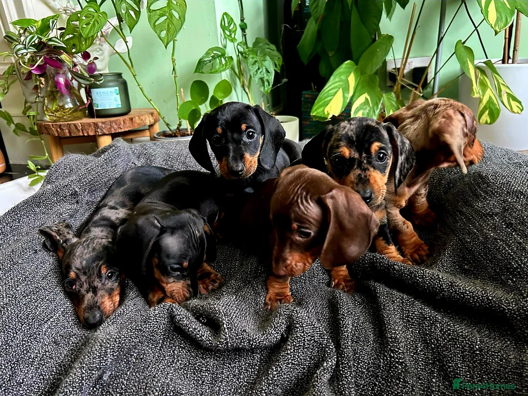 Dachshund dogs for sale: Full Pedigree Dachshund ❤️🧡💚🩵 - Advert 13