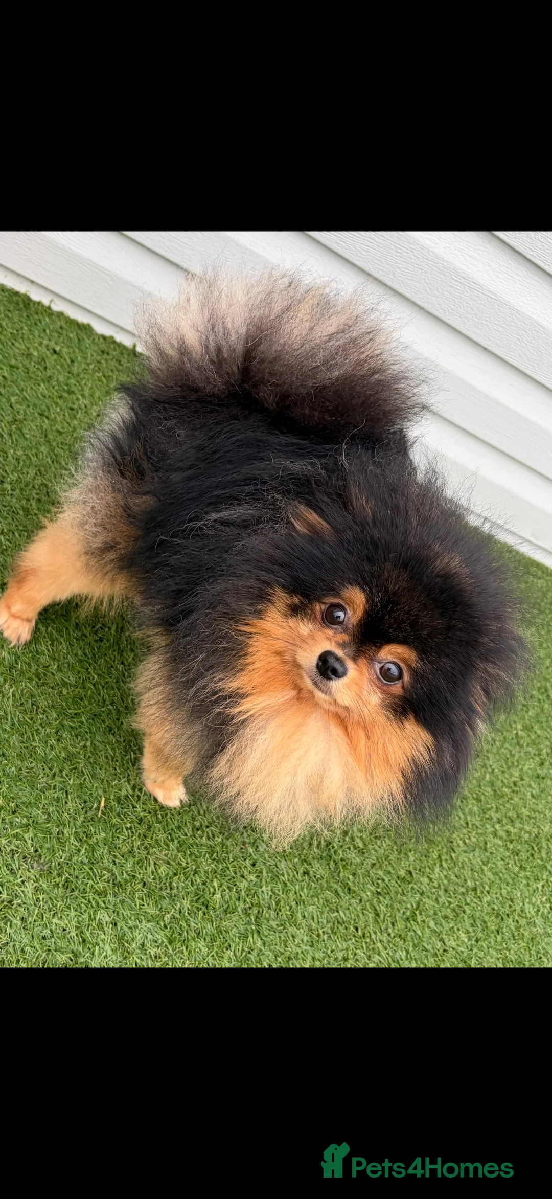 Pomeranian dogs for stud: Pomeranian for stud - Advert 5