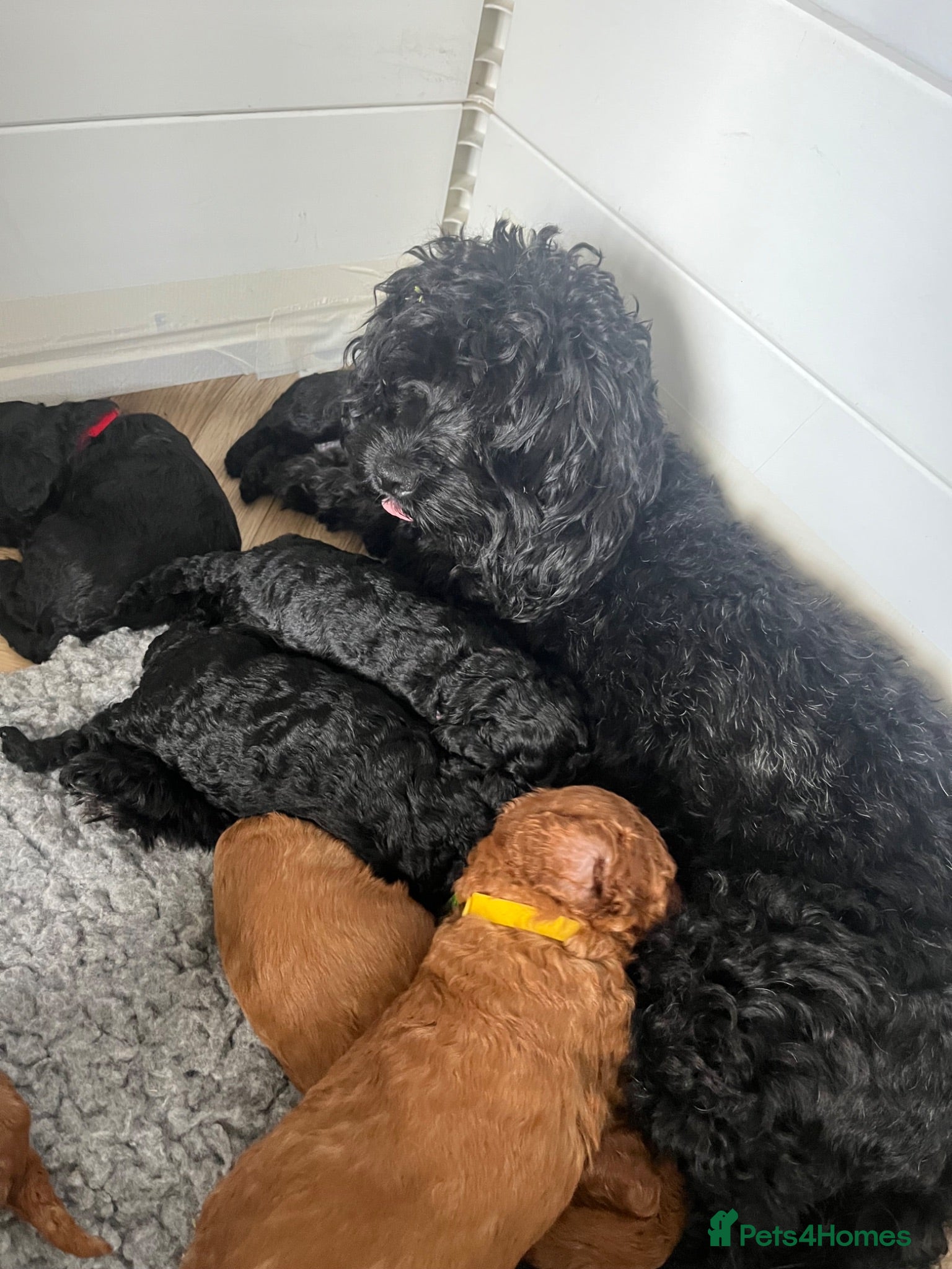 Cavapoo dogs Stunning F1bCavapoo pups Available for Loving Home - Advert 1
