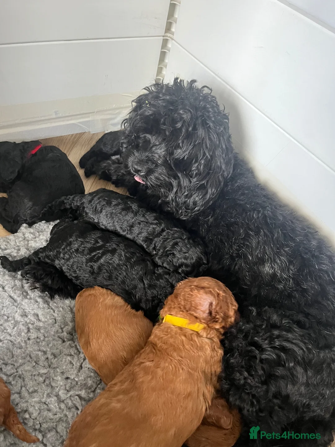 Cavapoo dogs for sale: Stunning F1bCavapoo pups Available for Loving Home - Advert 1