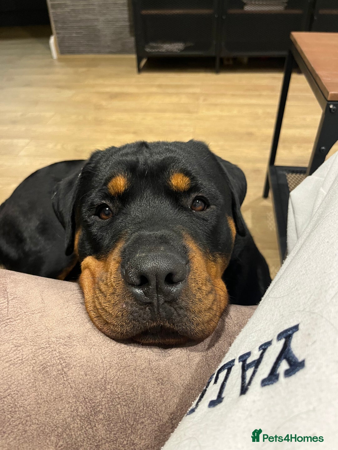 Rottweiler dogs for sale: Cuddly, Super Friendly Rottie for Sale - Image 9
