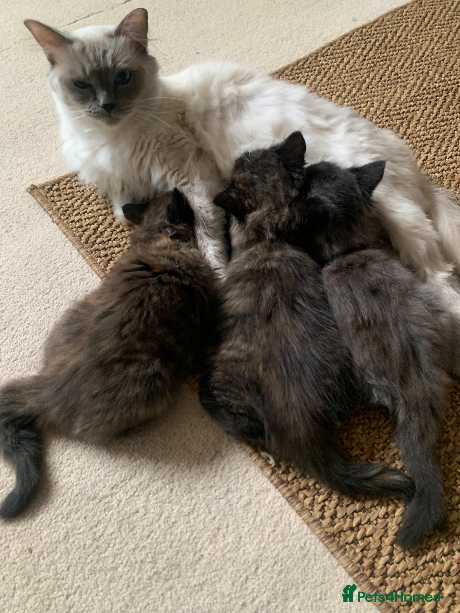 Ragdoll cats 2 female Ragdoll cats and 3 kittens.  - Advert 1