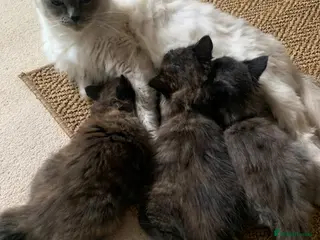 Ragdoll cats 2 female Ragdoll cats and 3 kittens. - Advert 1