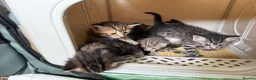 Mixed Breed cats for sale: READY🎉 Prince & Princess Tabby MaineCoon mixed 👑 - Advert 12