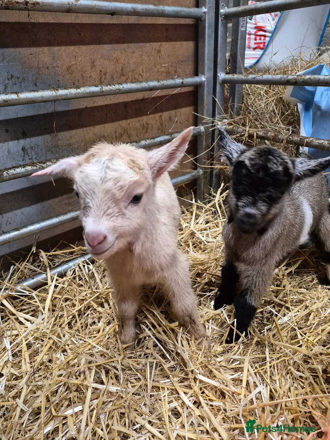 Goats livestock for sale: Stunning pygmy goat kids - Advert 17