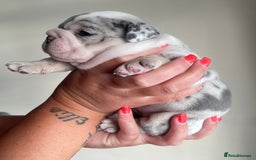 Old Tyme Bulldog dogs for sale: New English bulldogs available  - Image 2