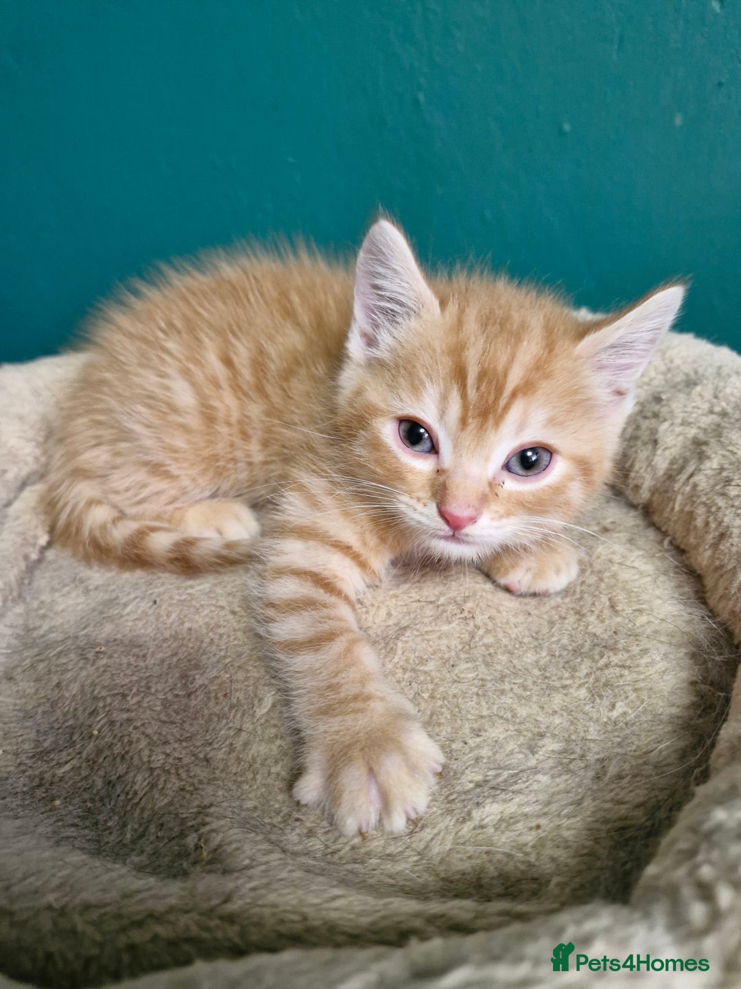 Scottish Fold cats for sale: Scottish fold kittens with straight ears - Advert 24