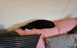 British Shorthair cats for sale: Beautiful black and white cat Oreo  - Advert 3